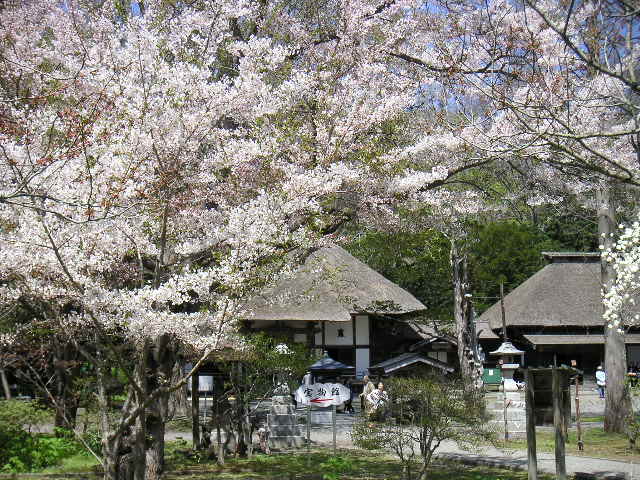 有珠善光寺の桜 北海道 洞爺湖のほとりで