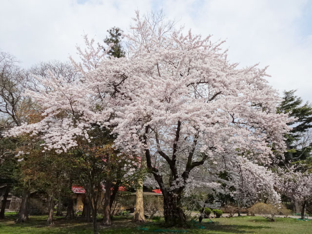 伊達市内の桜 その1 伊達歴史の杜 北海道 洞爺湖のほとりで