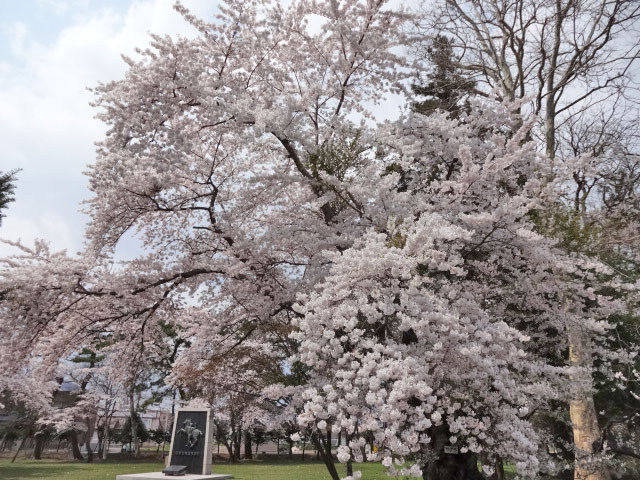 伊達市内の桜 その1 伊達歴史の杜 北海道 洞爺湖のほとりで