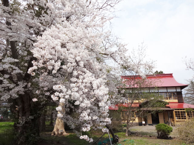 伊達市内の桜 その1 伊達歴史の杜 北海道 洞爺湖のほとりで