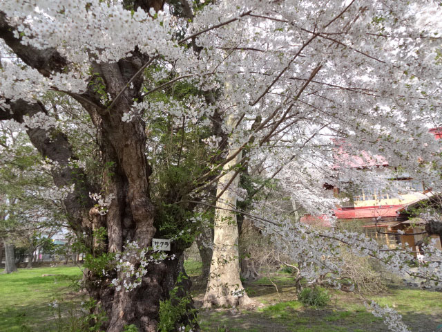 伊達市内の桜 その1 伊達歴史の杜 北海道 洞爺湖のほとりで