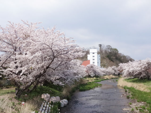 伊達市内の桜 その2 気門別川河川敷 北海道 洞爺湖のほとりで
