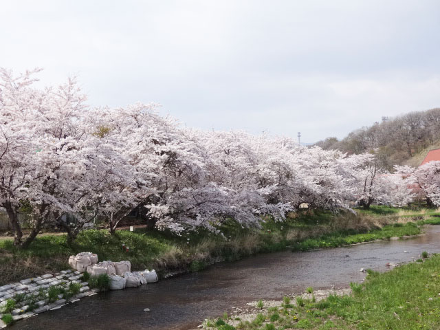 伊達市内の桜 その2 気門別川河川敷 北海道 洞爺湖のほとりで