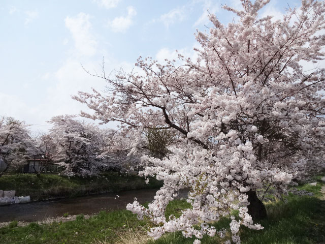 伊達市内の桜 その2 気門別川河川敷 北海道 洞爺湖のほとりで