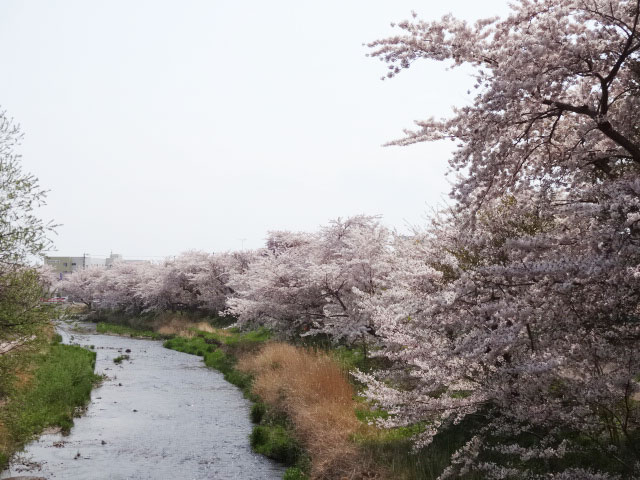 伊達市内の桜 その2 気門別川河川敷 北海道 洞爺湖のほとりで