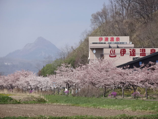 伊達市内の桜 その3 風のメモリー 北海道 洞爺湖のほとりで