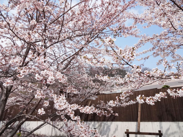 伊達市内の桜 その3 風のメモリー 北海道 洞爺湖のほとりで