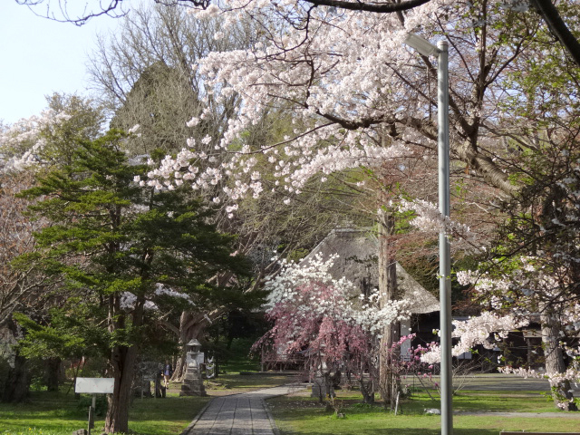 桜シリーズその1 有珠善光寺の桜 北海道 洞爺湖のほとりで