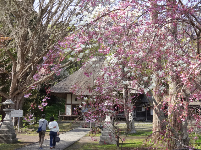 桜シリーズその1 有珠善光寺の桜 北海道 洞爺湖のほとりで