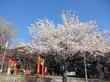 210508桜 (8).JPG