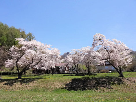 210513桜 (7).JPG