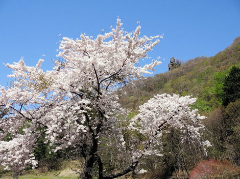 210513桜 (9).JPG