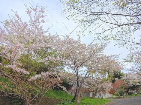 230502室蘭桜 (2).JPG