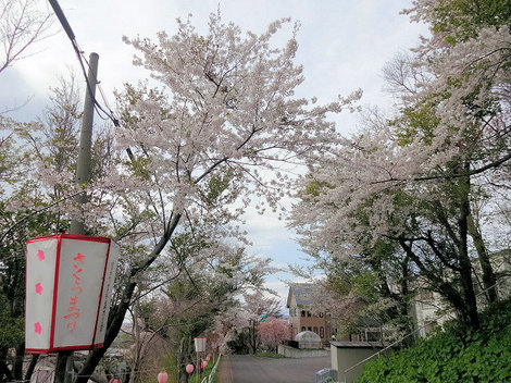 230502室蘭桜 (3).JPG