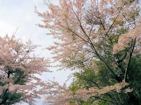 230502室蘭桜 (4).JPG