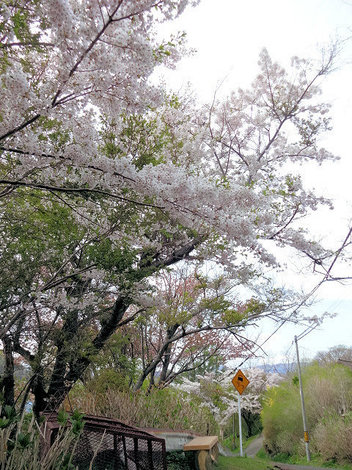 230502室蘭桜 (8).JPG